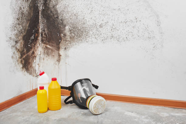 Best Commercial Mold Removal  in Globe, AZ