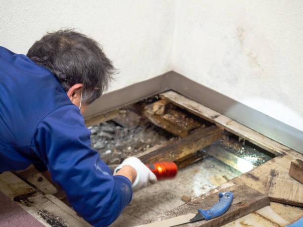Best Best Mold Removal Companies  in Globe, AZ
