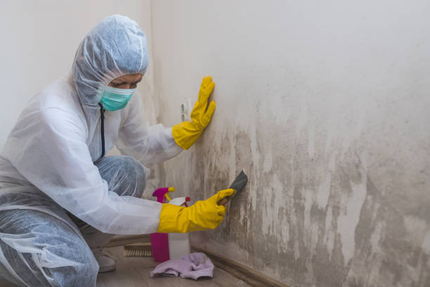 Best Fast Mold Removal  in Globe, AZ