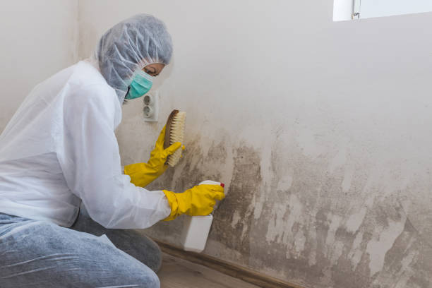 Best Mold Removal and Inspection  in Globe, AZ