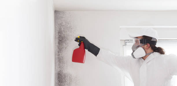 Trusted Globe, AZ Mold Removal Experts