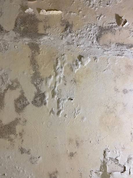Best Crawl Space Mold Removal  in Globe, AZ
