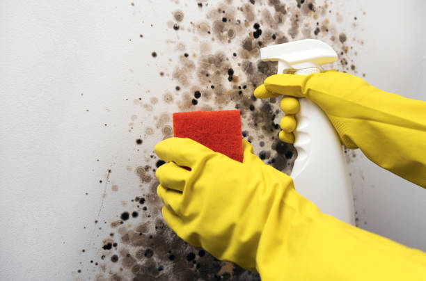 Mold Testing and Removal in Globe, AZ