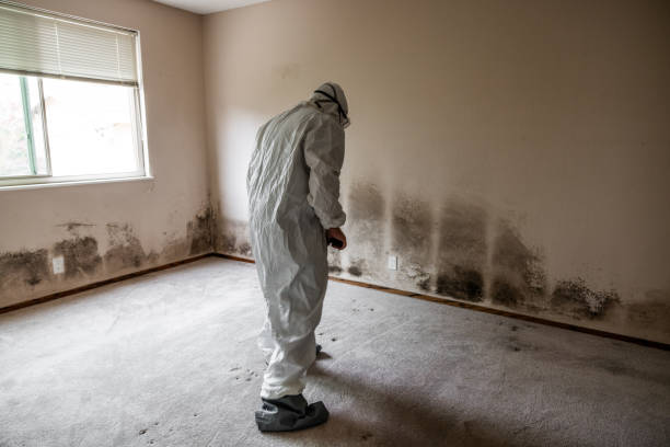 Best Emergency Mold Removal  in Globe, AZ