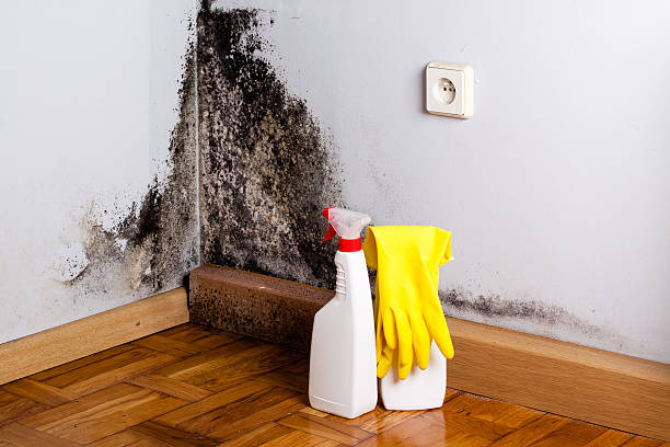 Best Local Mold Removal Service  in Globe, AZ
