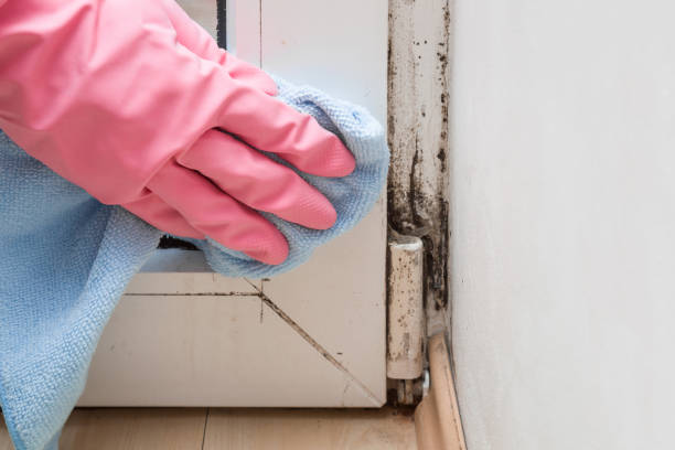 Best Emergency Mold Removal  in Globe, AZ