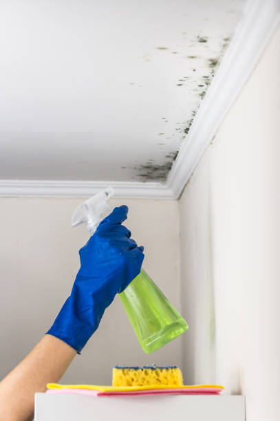 Best Professional Mold Removal  in Globe, AZ